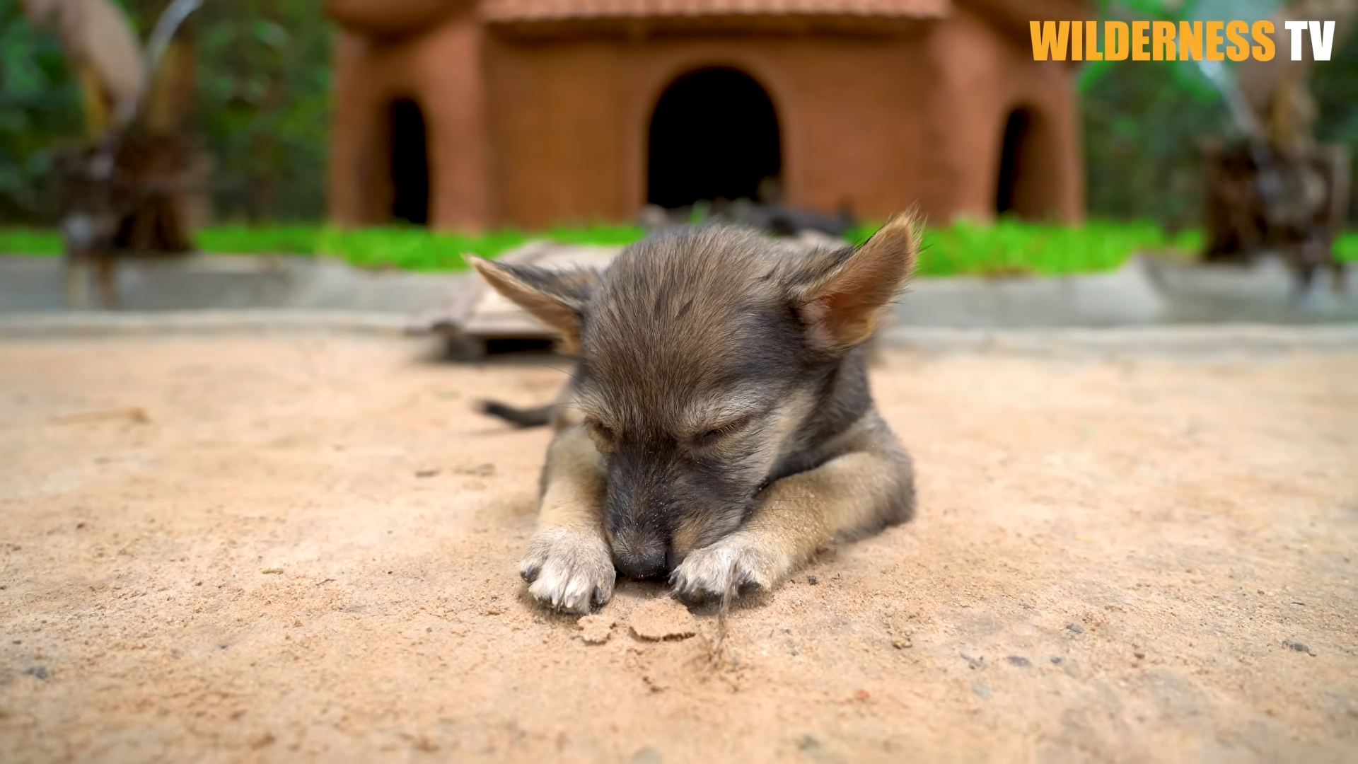 The poor rescue puppies looked so nervous – then they saw their island ...