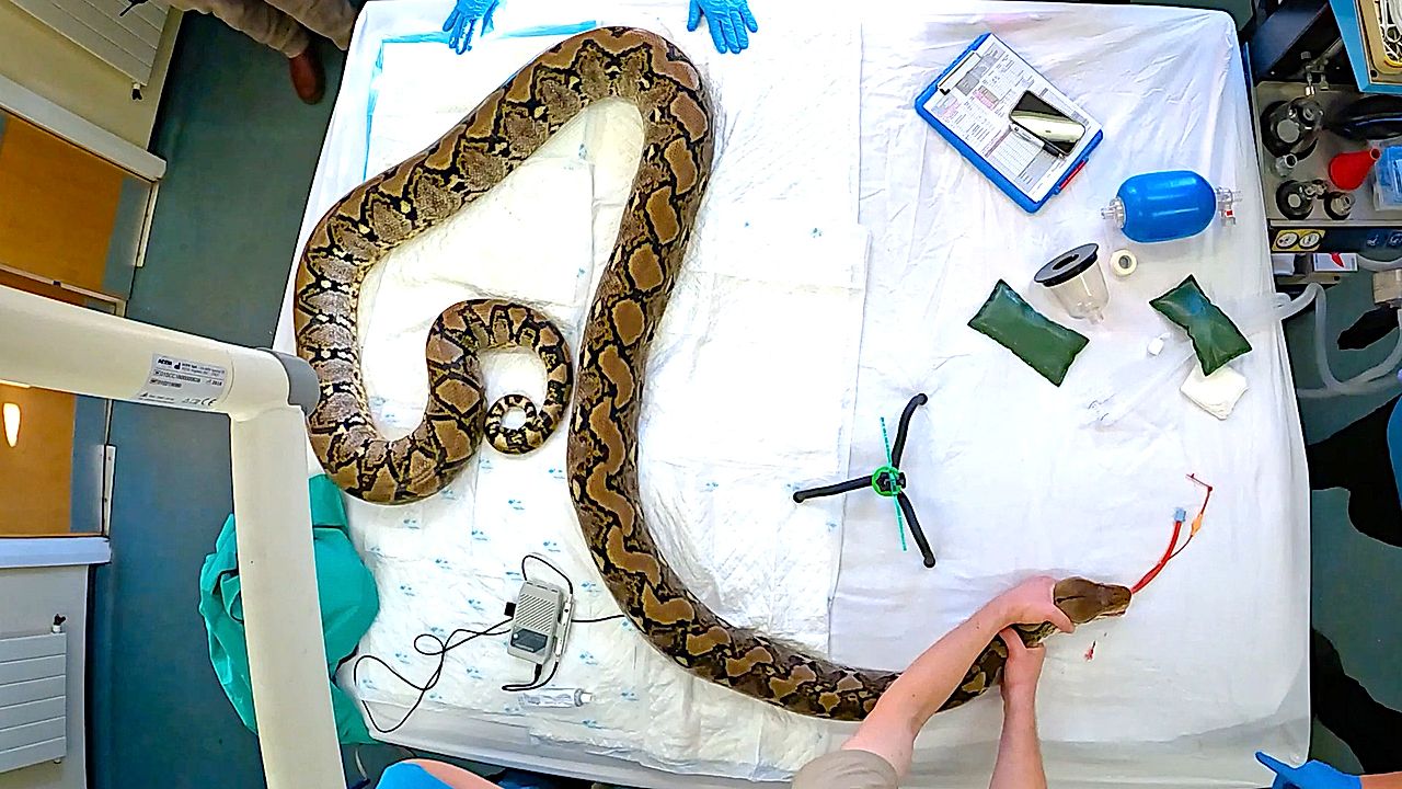 'World-first' cancer treatment saves python named Jodie Foster