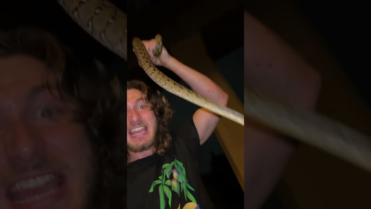 Python rescue! Bangkok Thailand