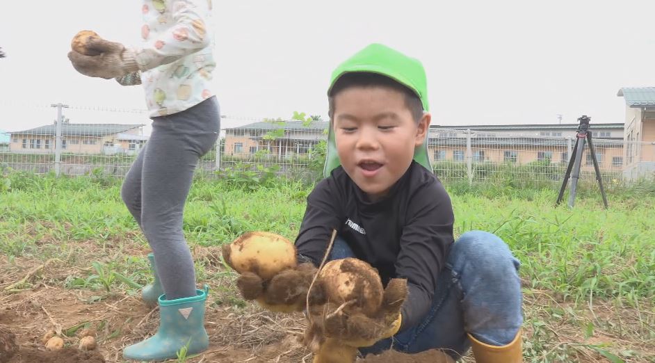 「汁に入れて食べたい」園児がジャガイモを収穫 小さな手で一生懸命 「農業に興味を」5月に種芋を植えて育てる 長野・山形村
