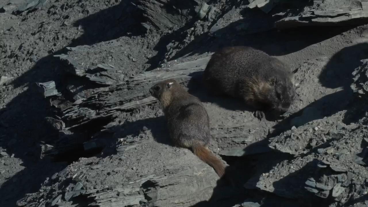 Move over bears, Fat Marmot Week puts a spotlight on the alpine rodents
