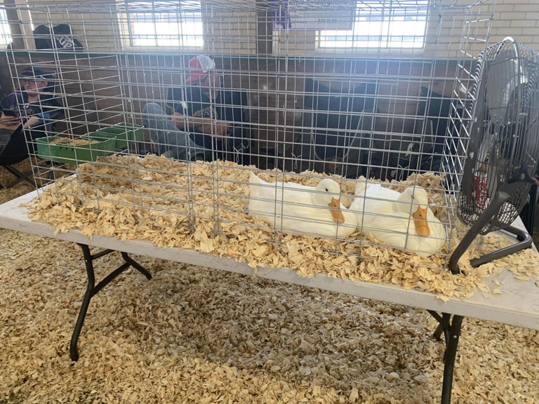 A day at the Illinois State Fair: Pork chops, politics and parking