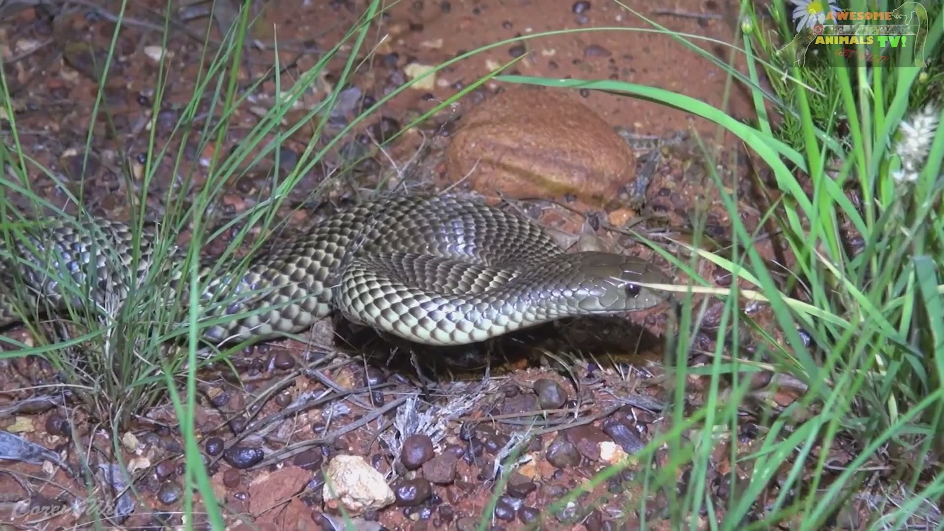 Australia's most dangerous snakes | Caught on camera