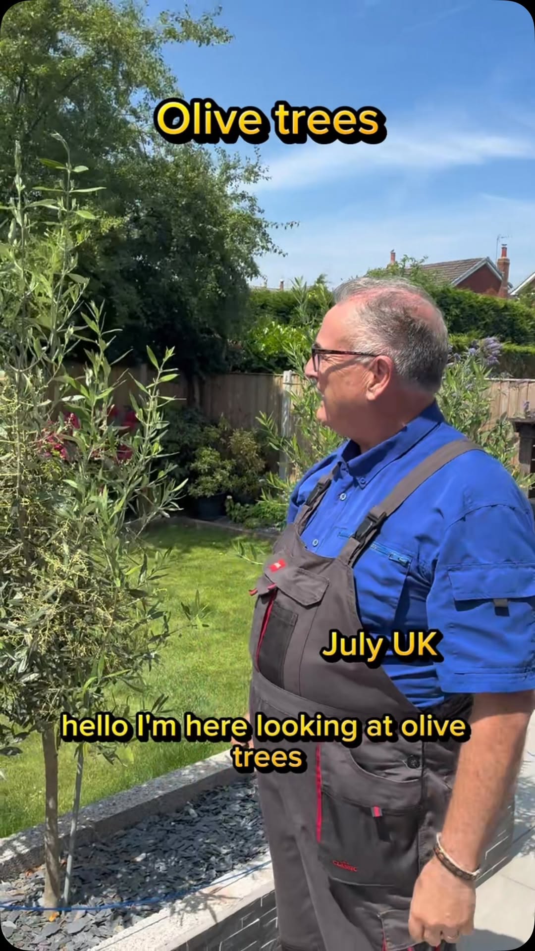Simple techniques for pruning an olive tree