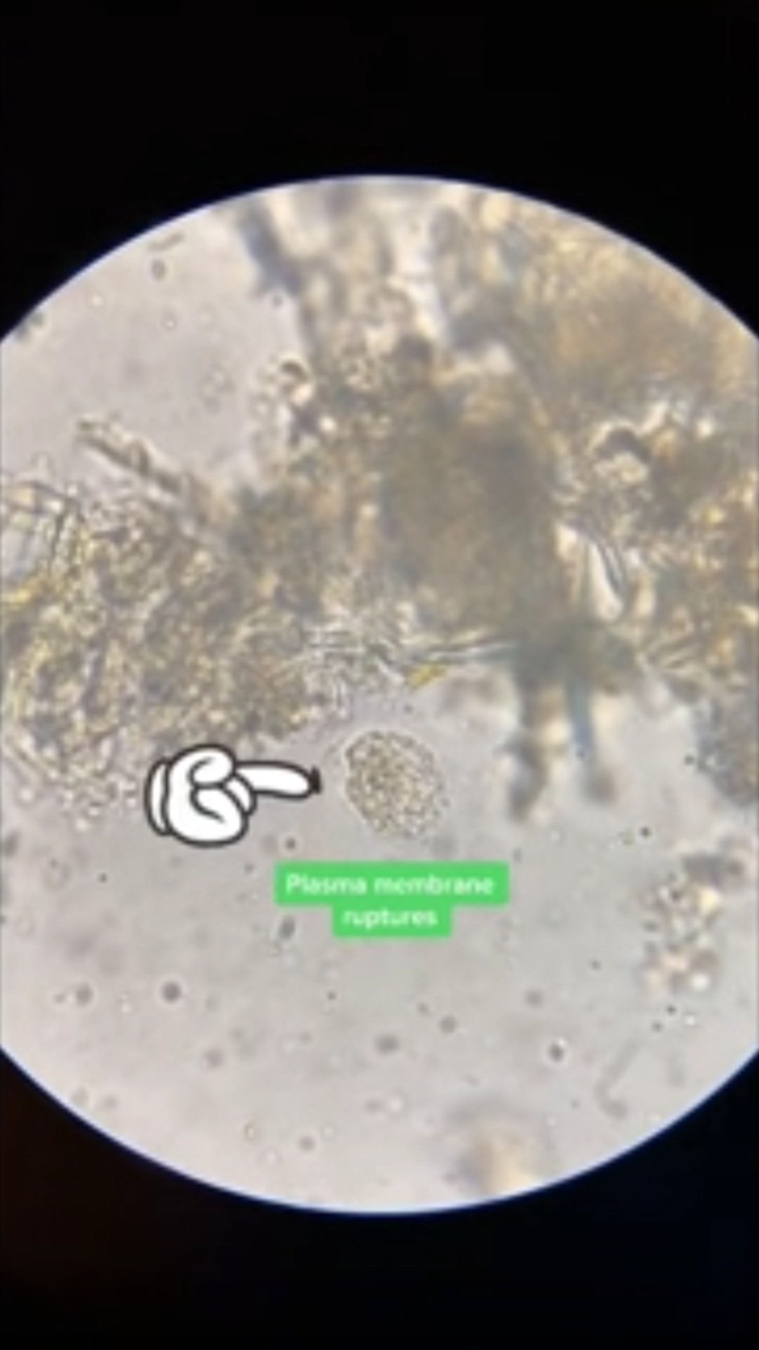 Incredible microscopic details you have to see