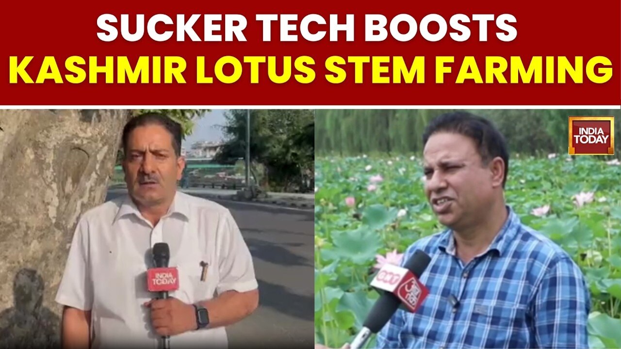 Sucker technology boosts Kashmir lotus stem farming, replaces rice in ...