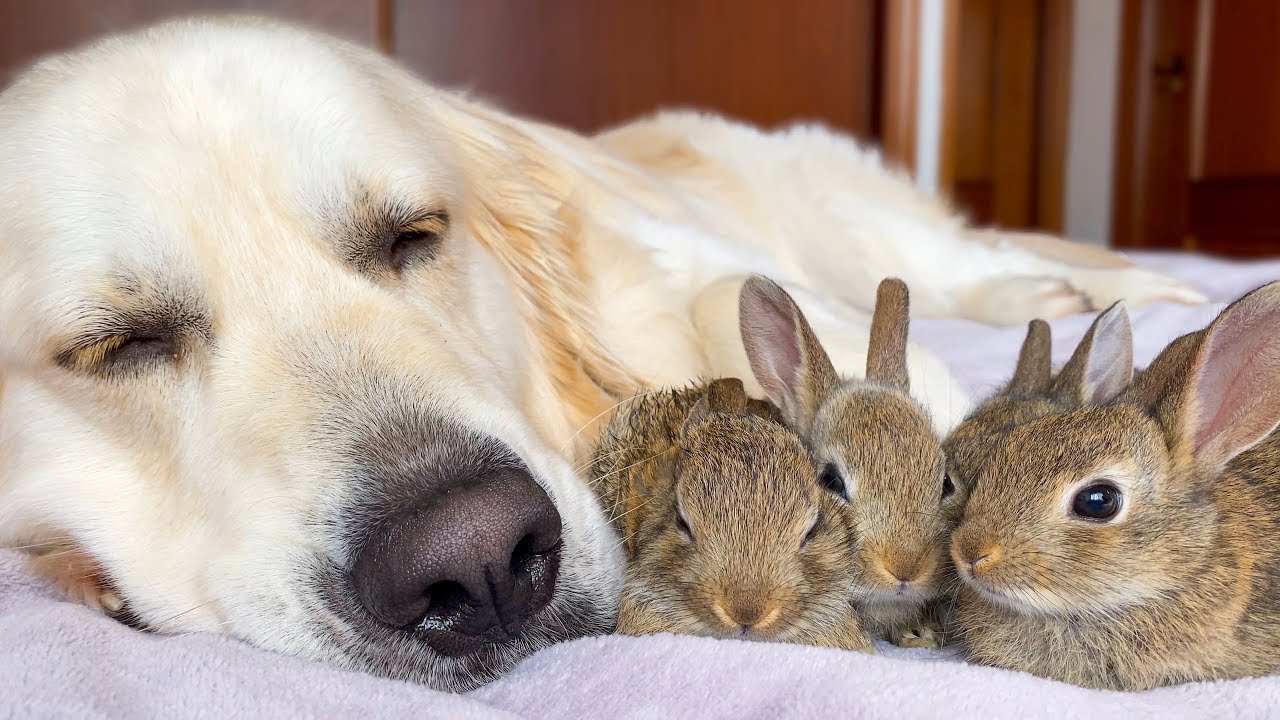 Golden retriever shares a nap with baby bunnies