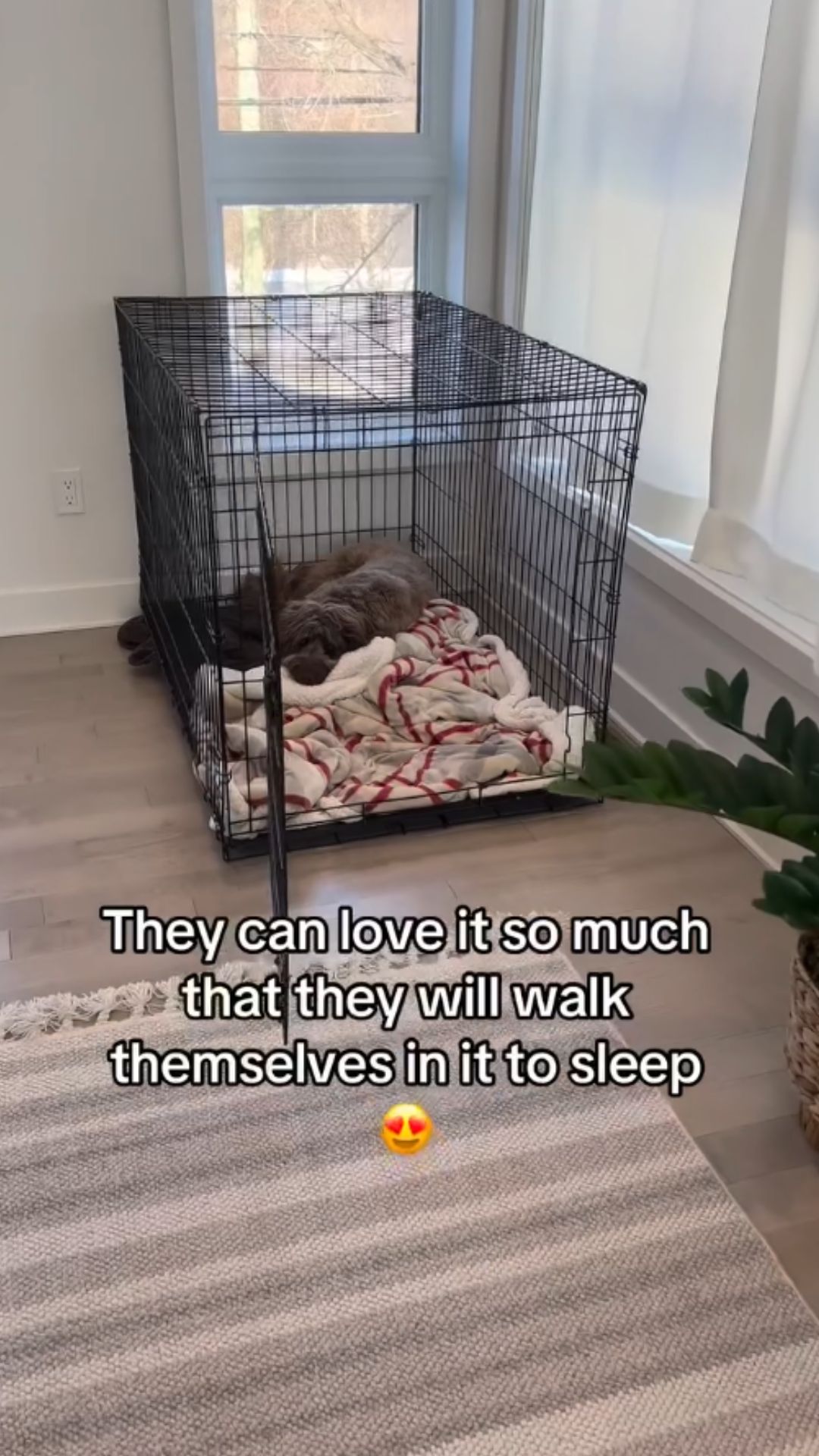 Crate training advice for happier dogs and owners
