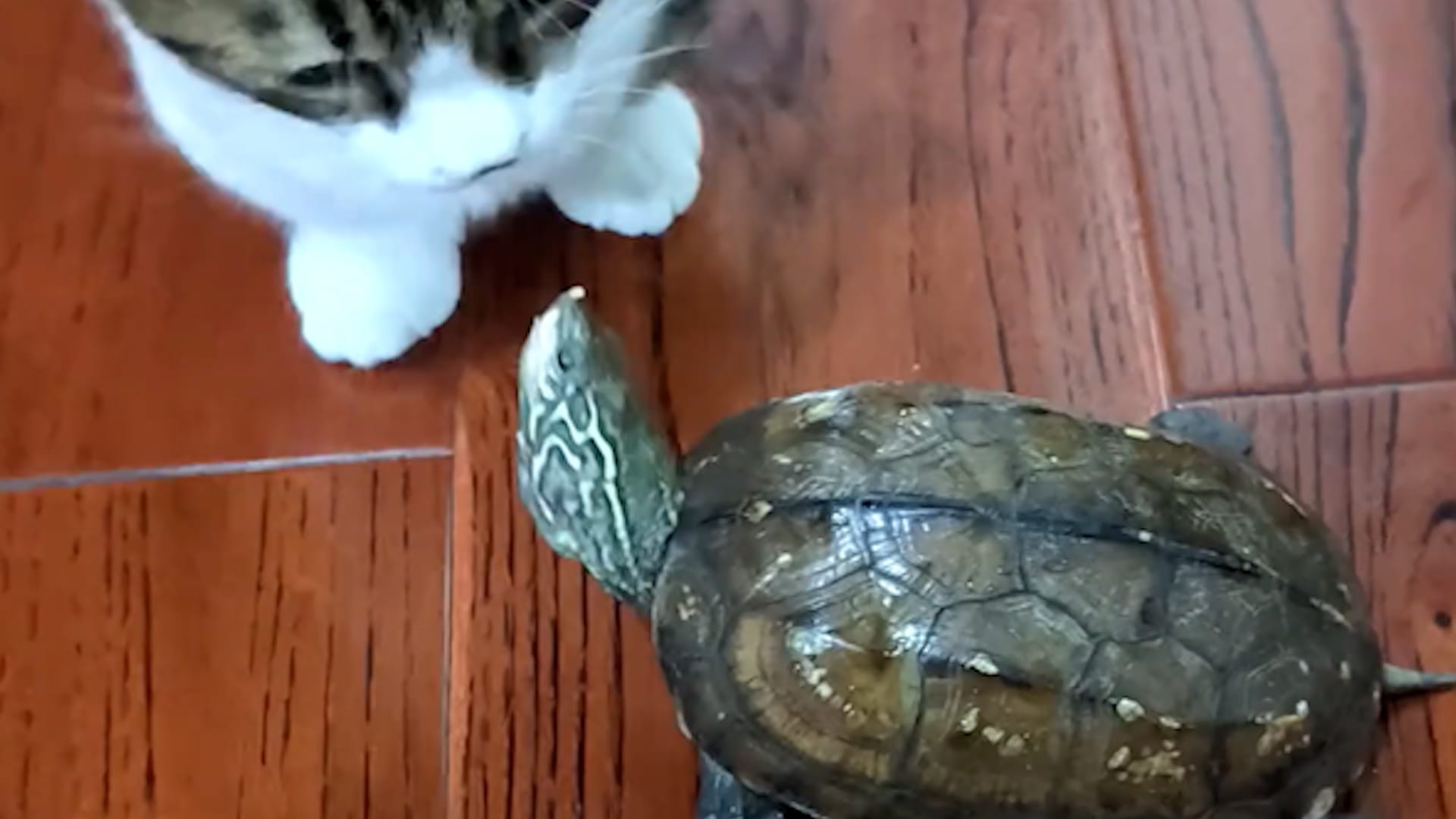 Jealous turtle tries to bite cat after being left out of treat