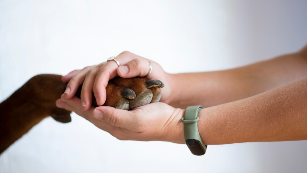 Does your dog drag its claws while walking? Here’s what could be behind it