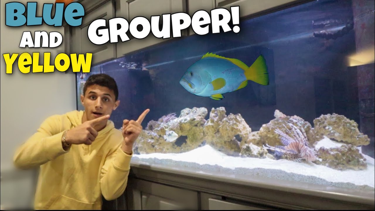 Meet my most aggressive saltwater fish yet
