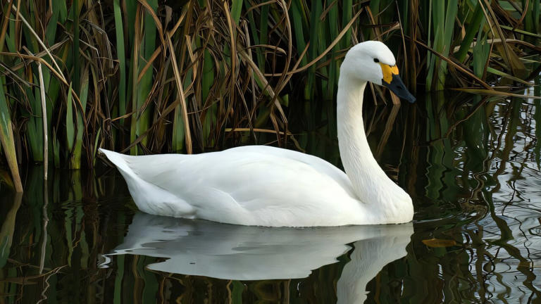 Breaking up of swan families in winter disrupts spring migration