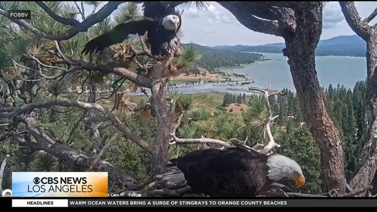 mystery-nestmate-of-viral-bald-eagle-shadow-now-has-a-name-though
