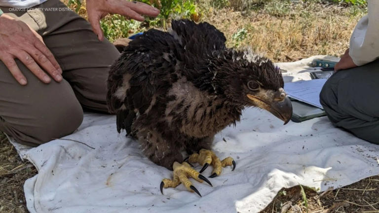 mystery-nestmate-of-viral-bald-eagle-shadow-now-has-a-name-though