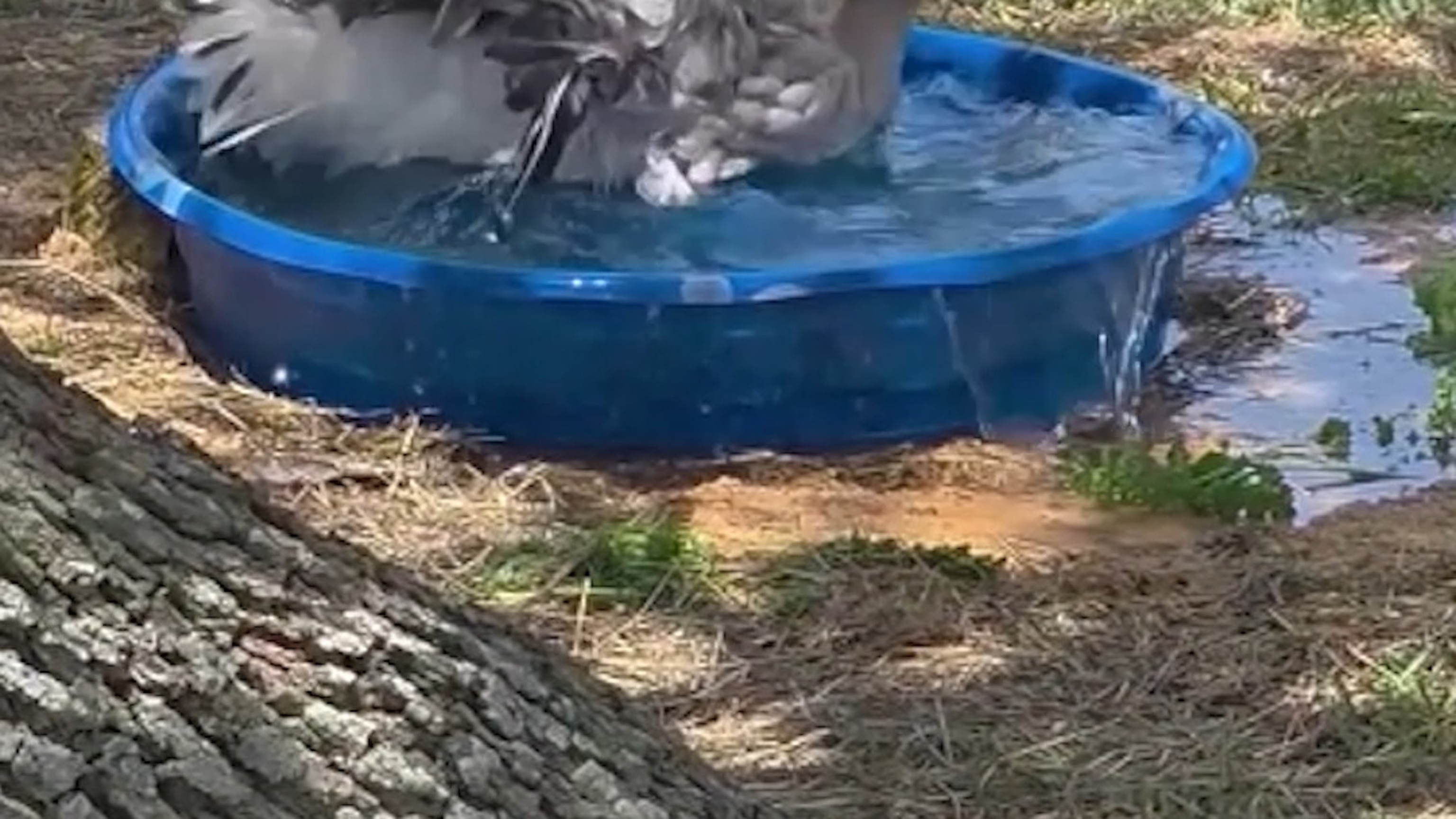 Heroic goose warns family of barn fire