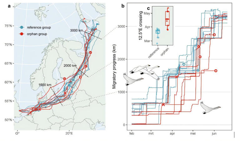 Breaking up of swan families in winter disrupts spring migration