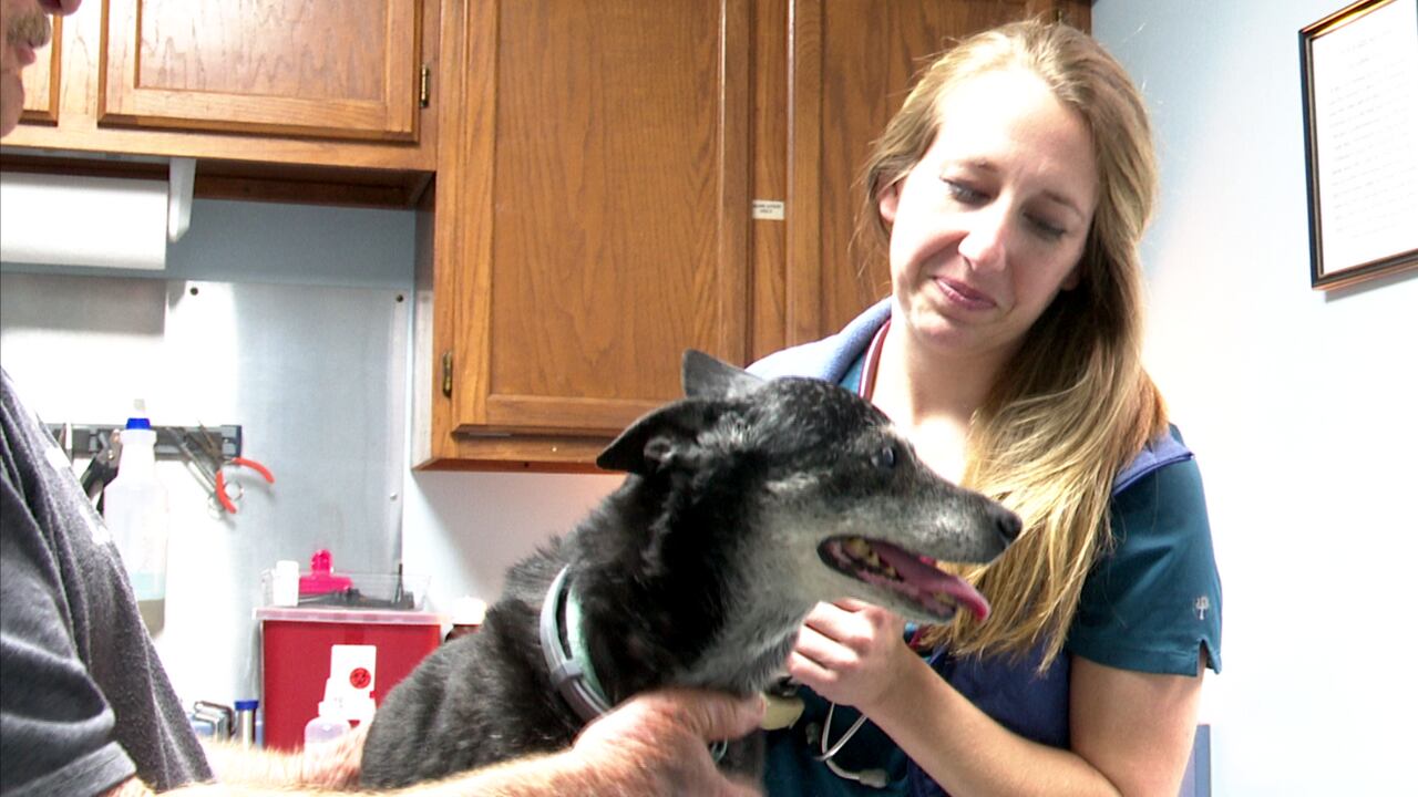 Local veterinarian's license temporarily suspended amid allegations of improper care