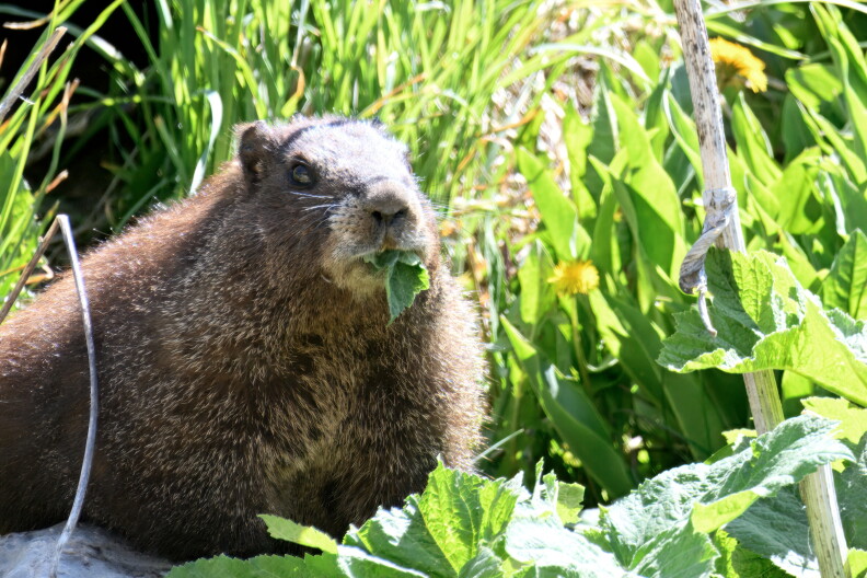 Help choose the biggest 'it squirrels' of the year for Fat Marmot Week