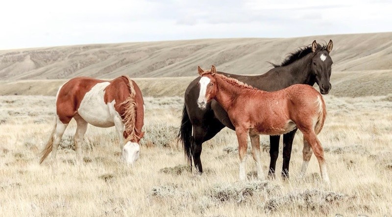 Founder of Oregon Mustang Ranch claims federal officials sell wild horses to kill pens