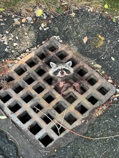 Raccoon found with head stuck in grate desperately holds on until help arrives