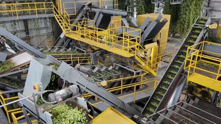 Oregon hop harvest is underway, bringing fresh hop beer season with it