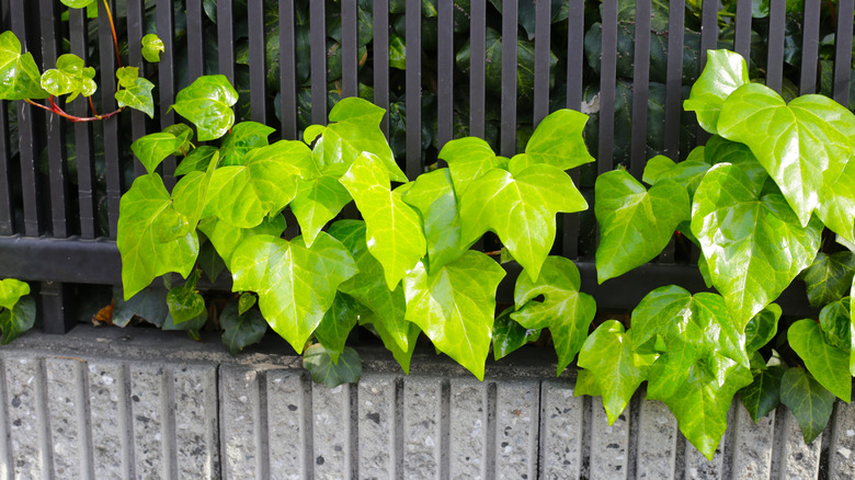 The fast-spreading invasive vine you should never plant on your property