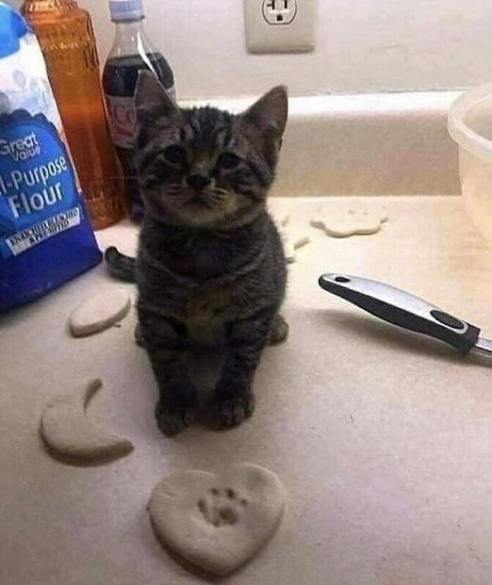 catcon-worldwide-49-unusual-feline-memes-for-cat-lovers