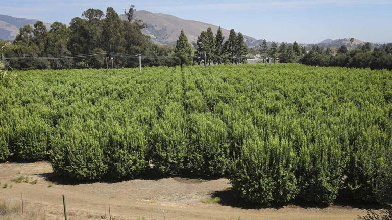 Cal Poly is considering building hotel and housing on prime SLO ...