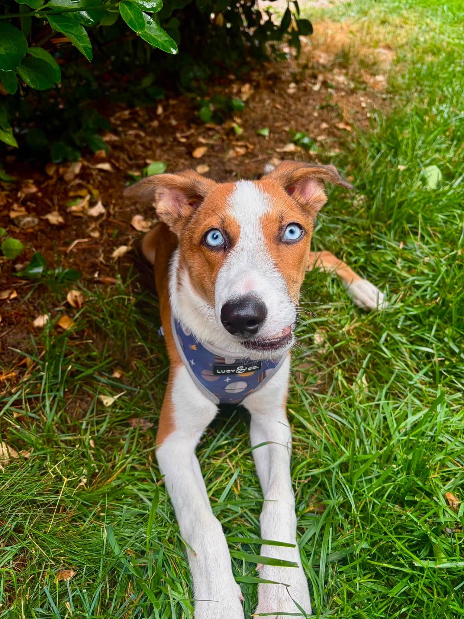 Puppy born with a crooked face is looking for someone to love him just as he is
