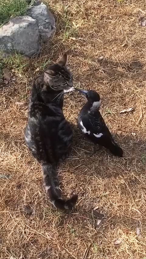 Cat and magpie share an unusual friendship