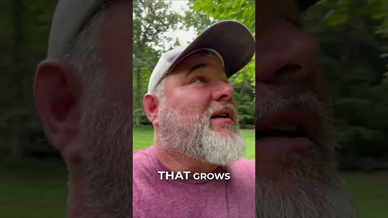 Want to find more acorns? Check this side of the tree