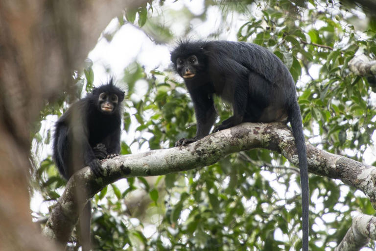 new-monkey-species-confirmed-nearly-20-years-later-as-scientists-warn