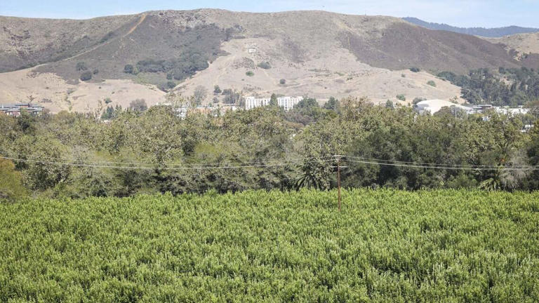 Cal Poly is considering building hotel and housing on prime SLO ...