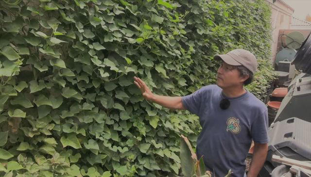 Gardeners share which leafy greens thrive in desert heat when lettuce ...