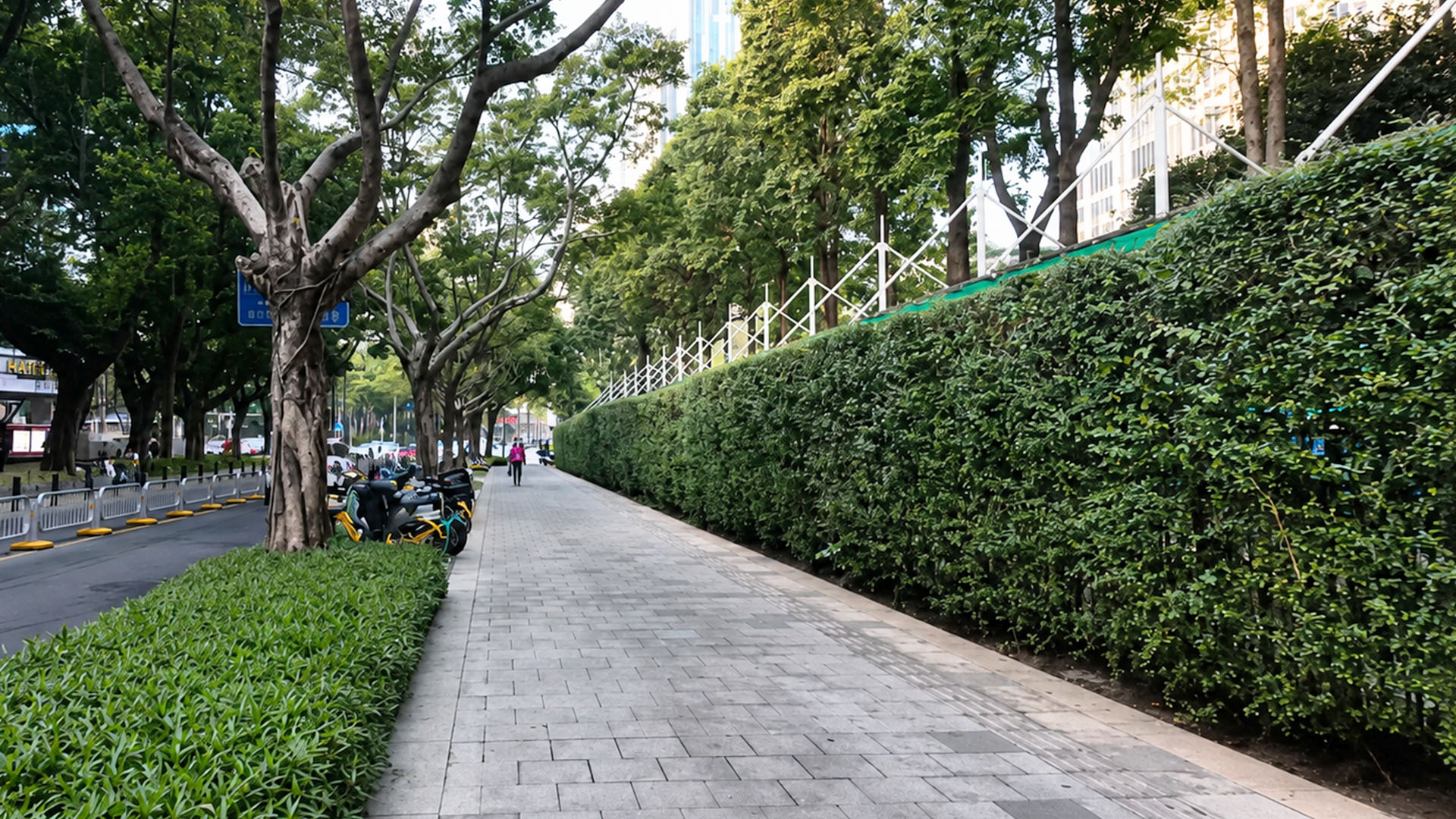 Dense greenery lines this wide pedestrian path in China