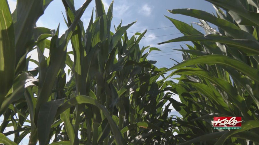What is the farm bill?