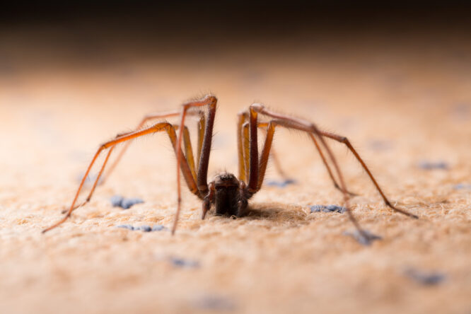 Are UK spiders actually getting bigger?