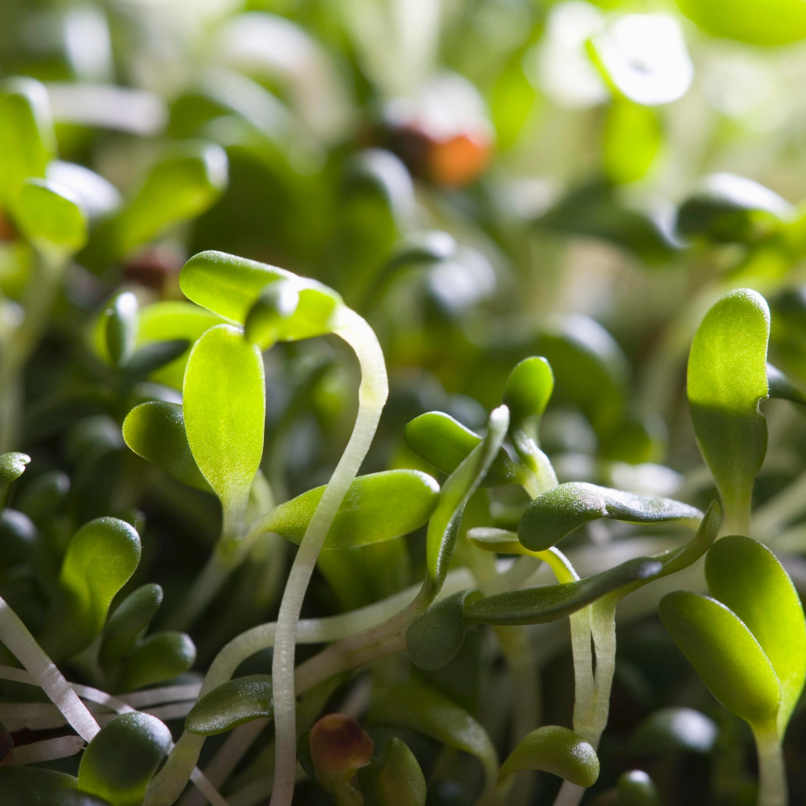 Alfalfa sprouts recalled after E coli, salmonella outbreak sickens dozens