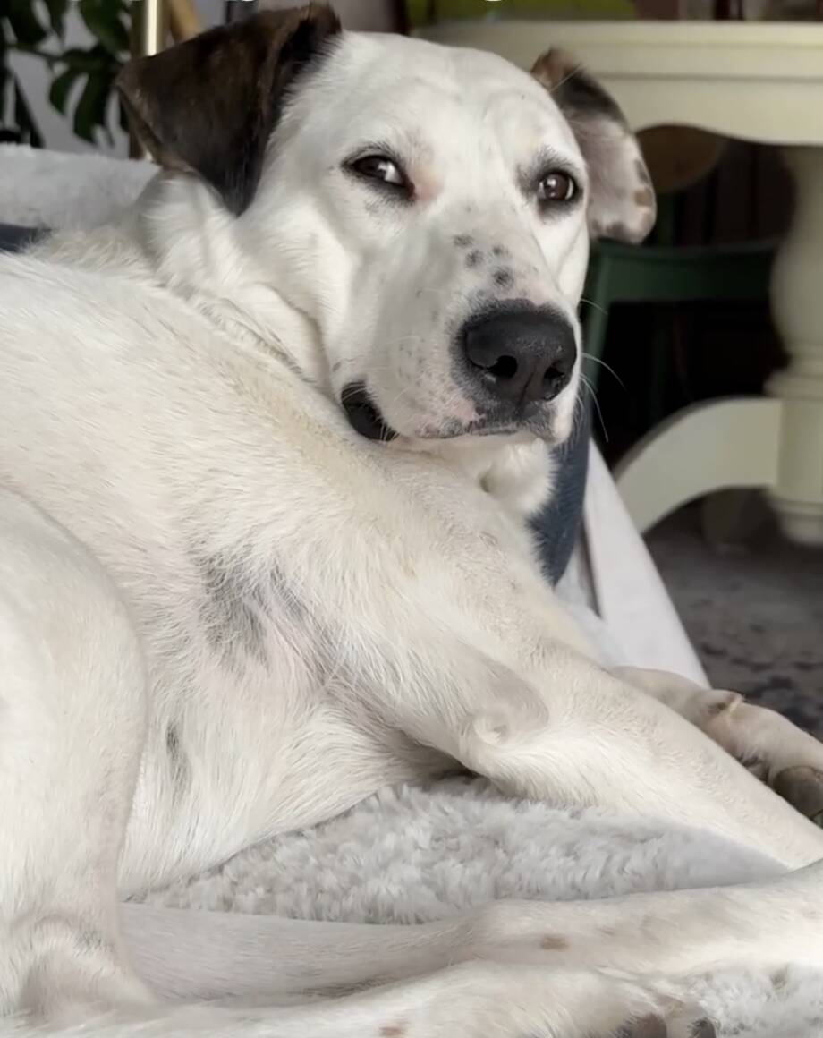 Family brings life-size cutout of their dog sofa shopping to find the perfect fit