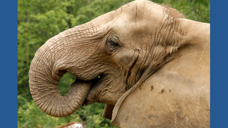 Maryland Zoo plans to remove its last female African elephant from the facility to create a 'bachelor herd'. Here's why