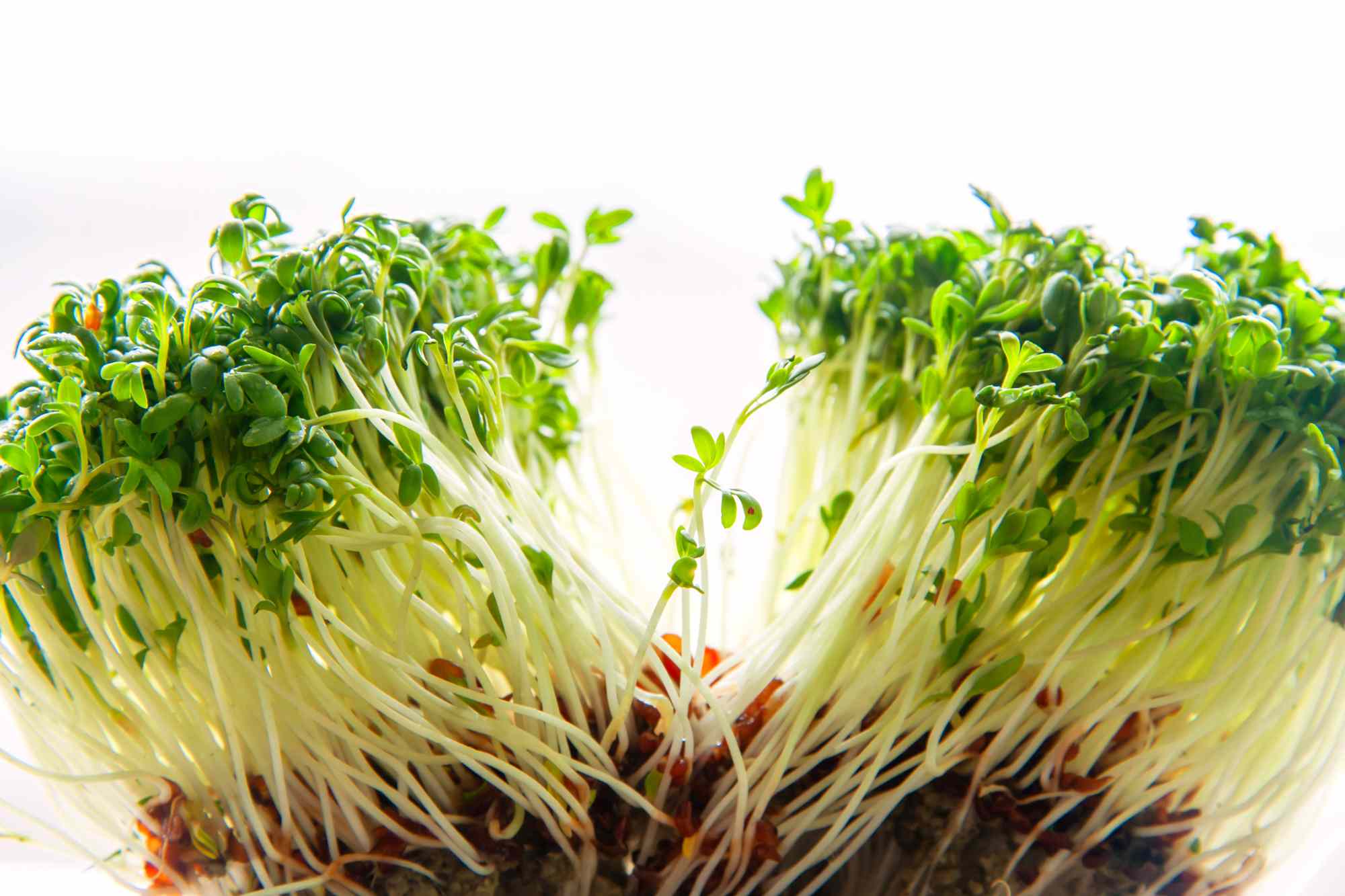 55 sickened, 4 hospitalized amid multi-state E coli and salmonella ...