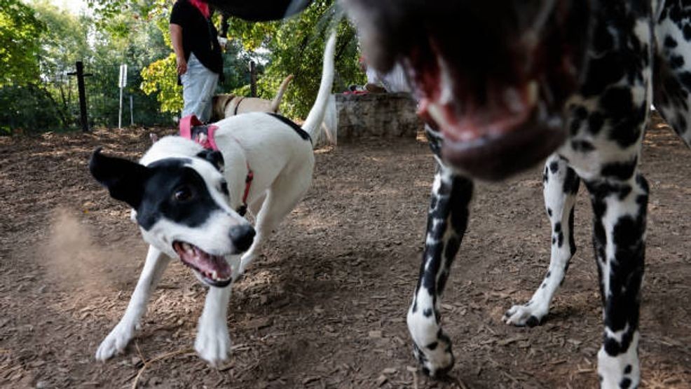 Gunn Family Coyote Dog Park reopens after tornado at La Cantera
