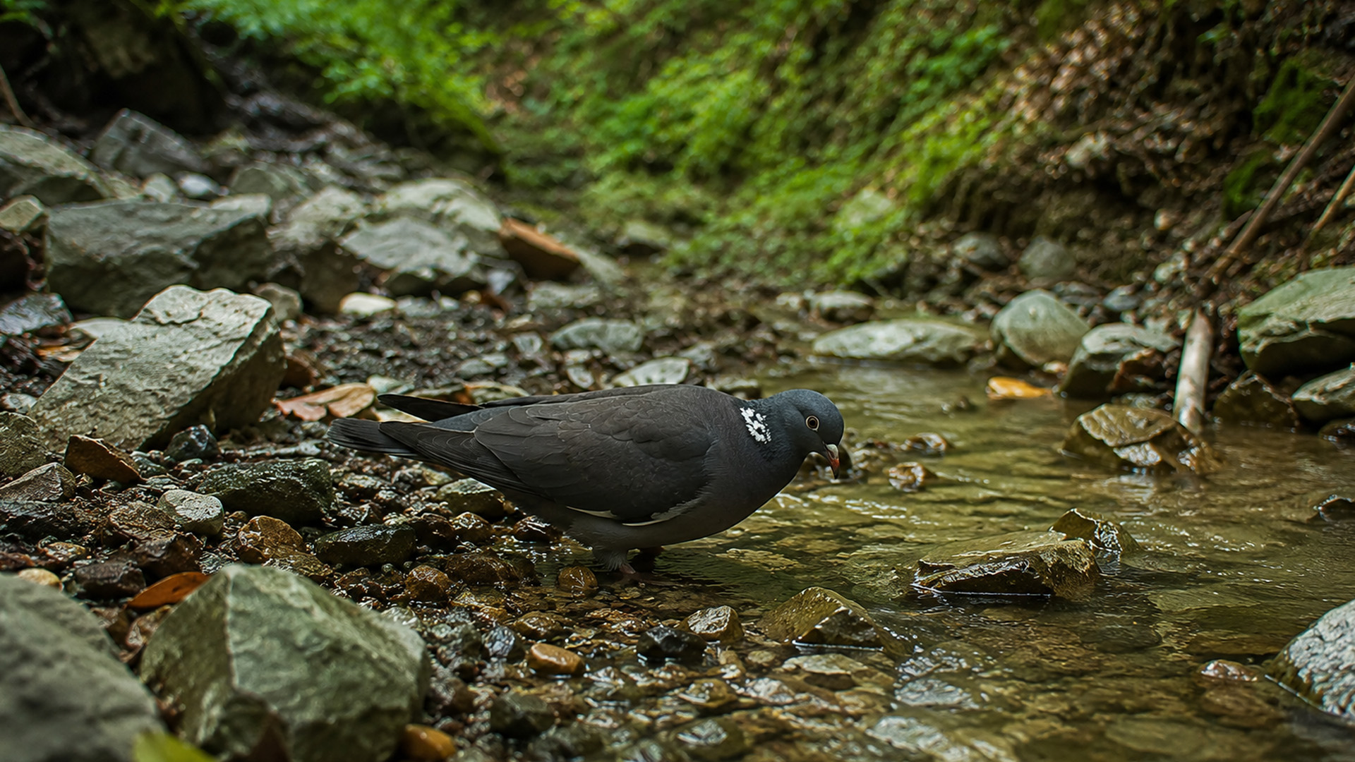 Pombo-torcaz comum bebe num riacho da floresta registado por câmara de caça