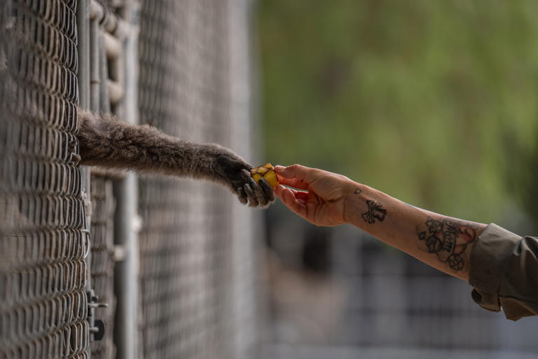 The California sanctuary caring for endangered singing gibbons