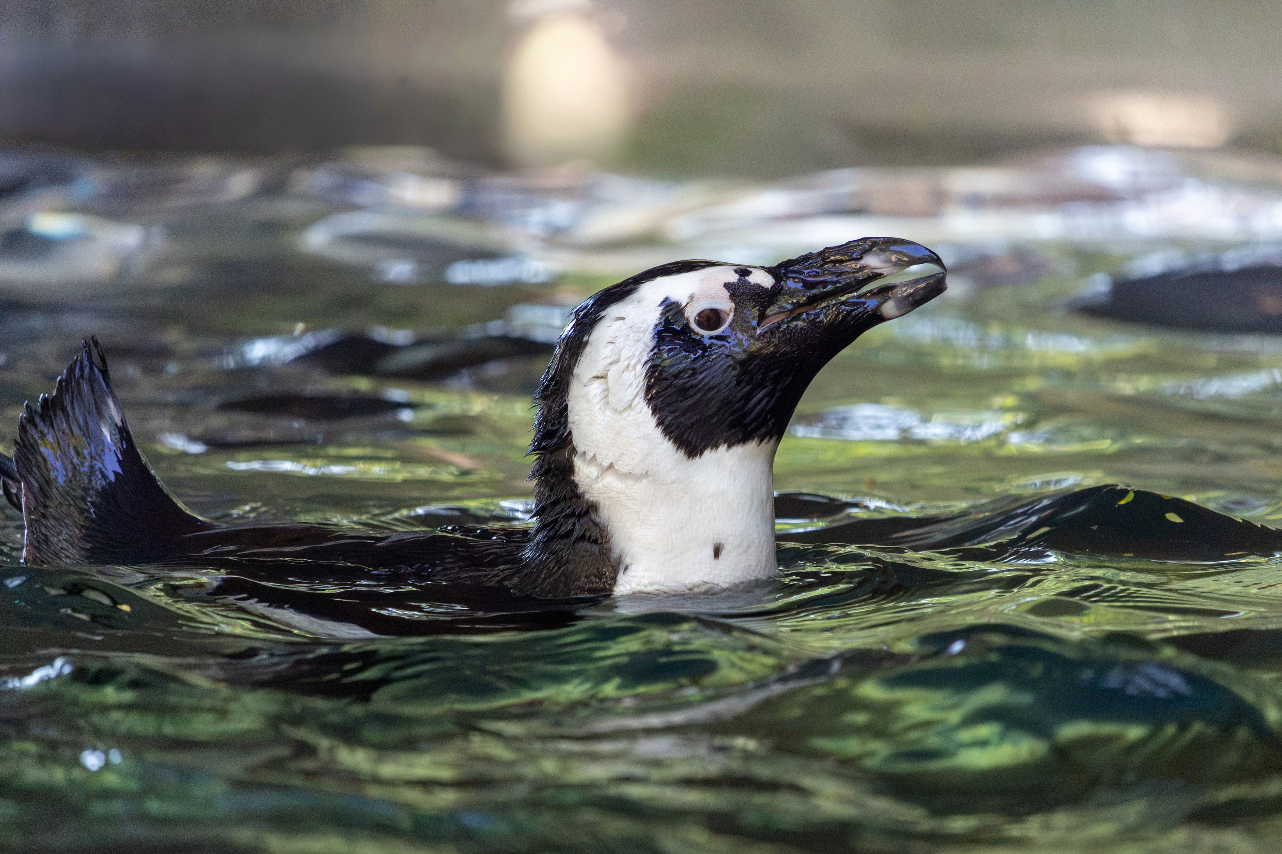 last-chance-to-see-penguins-at-dallas-zoo-for-now
