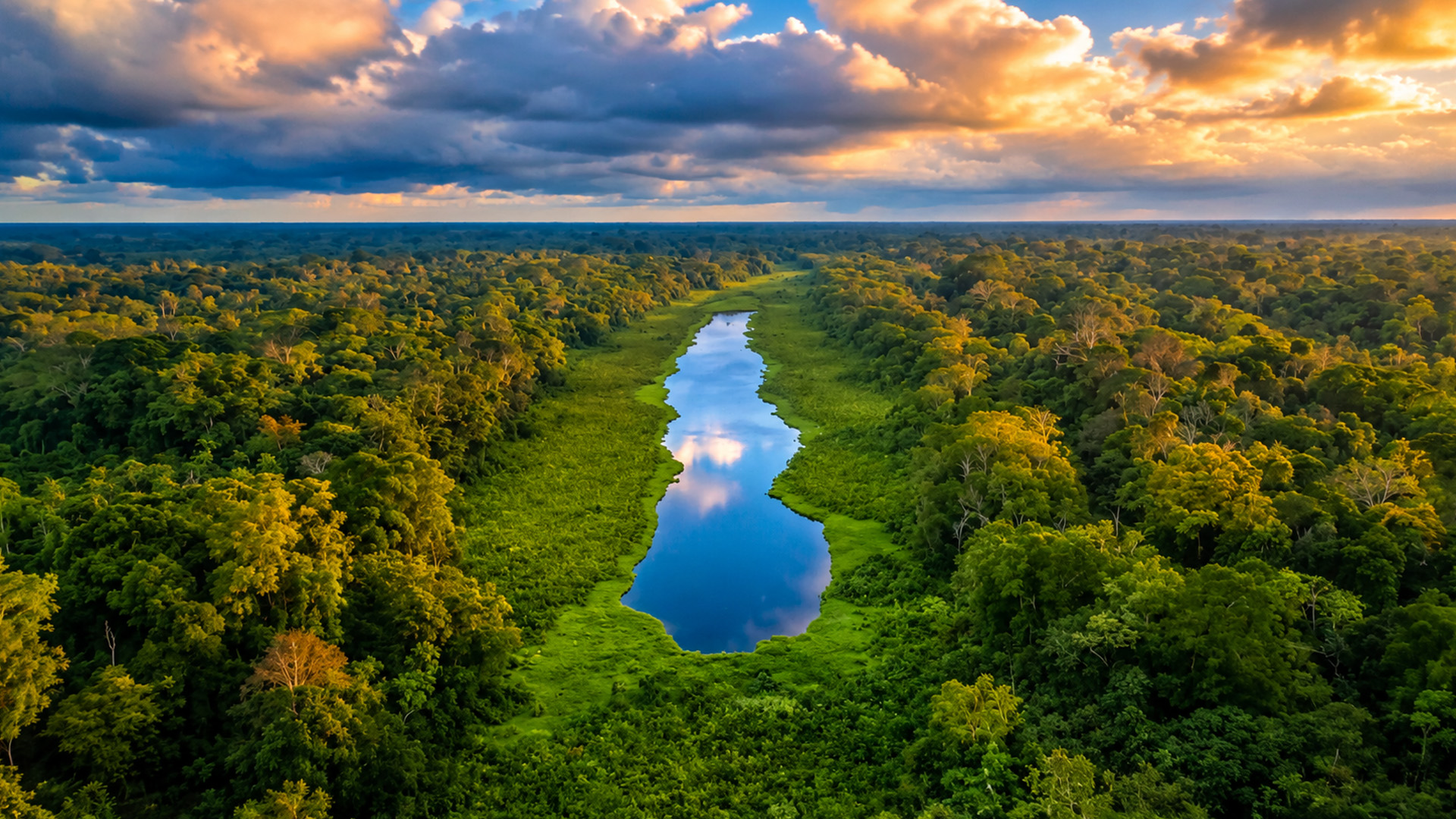 the-amazon-rainforest-stretching-beyond-the-horizon