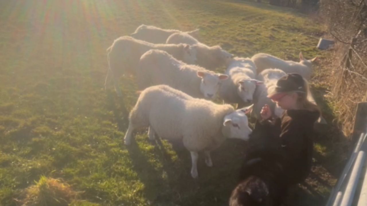 Fierce sheep defends territory with powerful headbutt to dog