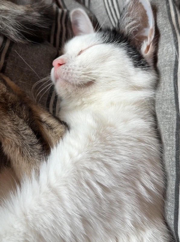 気持ちよさそうに眠る猫→『口元』を見ると…つい笑ってしまう『可愛すぎる光景』に3万いいね「いくらなんでも出すぎw」「いい夢見てそう」