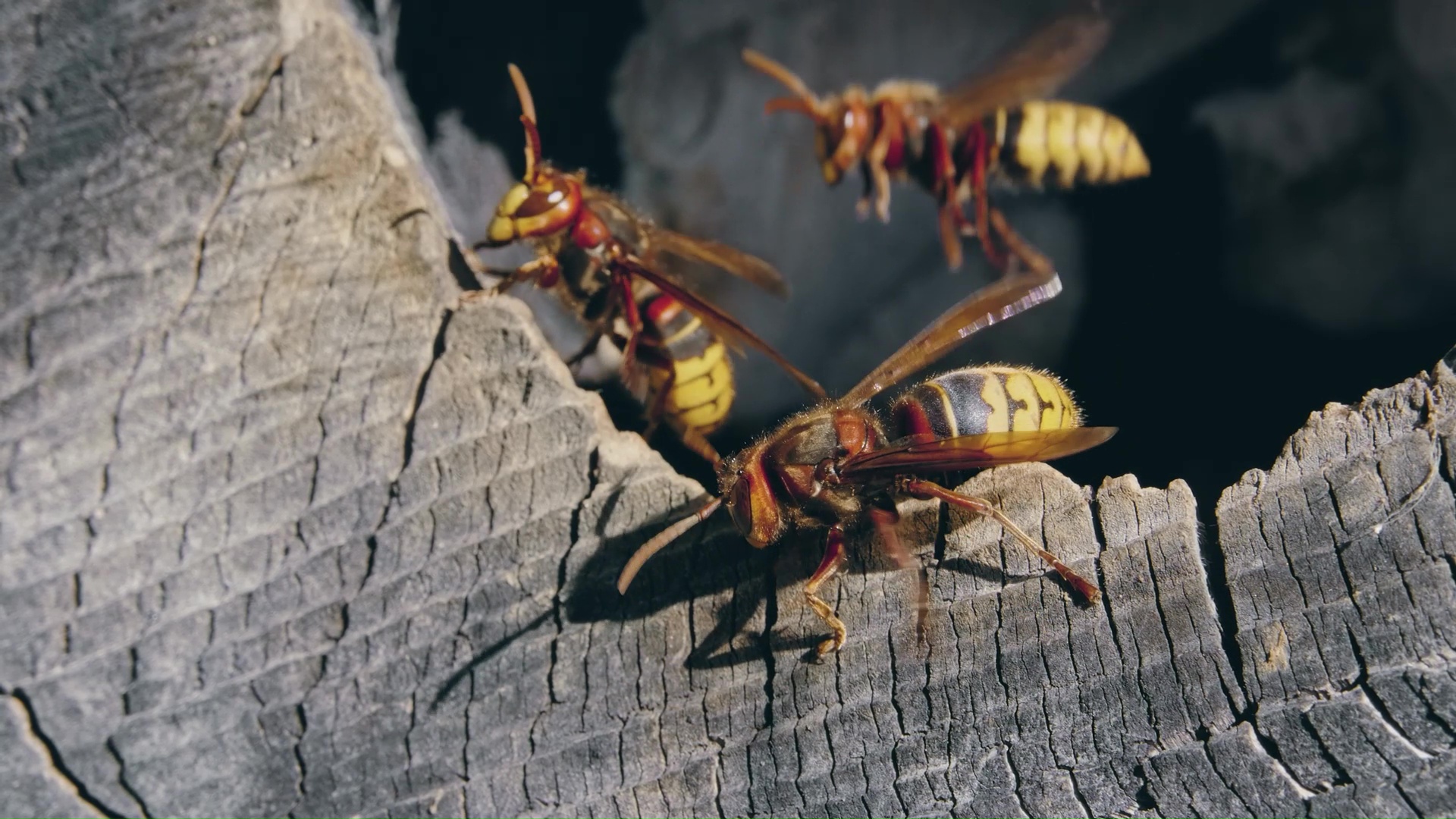 European hornets guarding their nest entrance