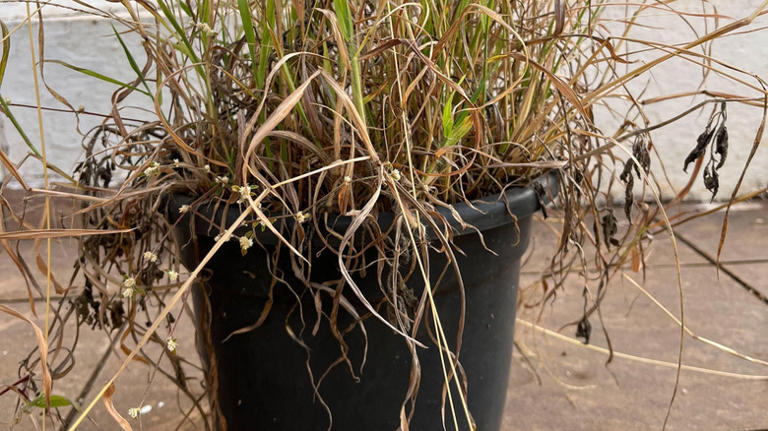 The simple DIY that gives your old potting soil new life